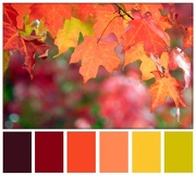 15th Oct 2012 - Autumn Color Palette