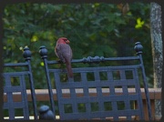 13th Oct 2012 - Cardinal