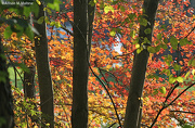 15th Oct 2012 - Autumn Colors, East River Preserve