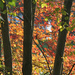 Autumn Colors, East River Preserve by falcon11