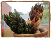 16th Oct 2012 - The Little Cactus That Grew