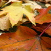 Fallen Leaves by tanda