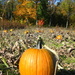 Picking out Pumpkins by tanda