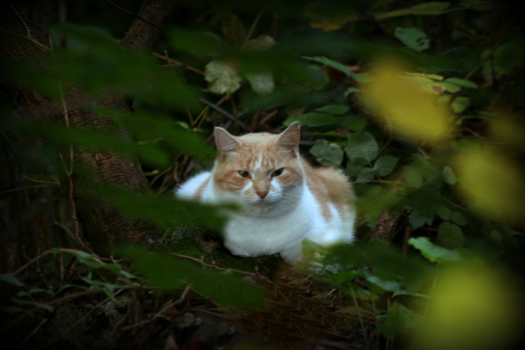 A Cat In The Brush by digitalrn