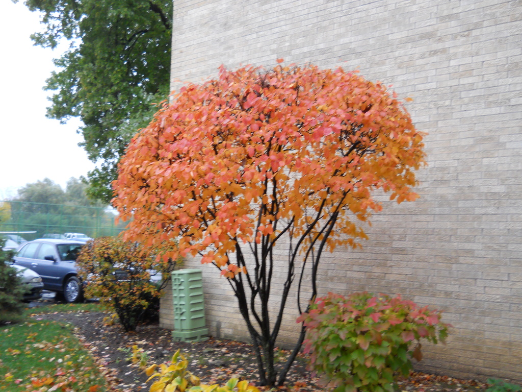 Bush with pretty autumn colors by kchuk