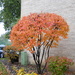 Bush with pretty autumn colors by kchuk