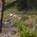 Flight of the kookaburra  by sugarmuser