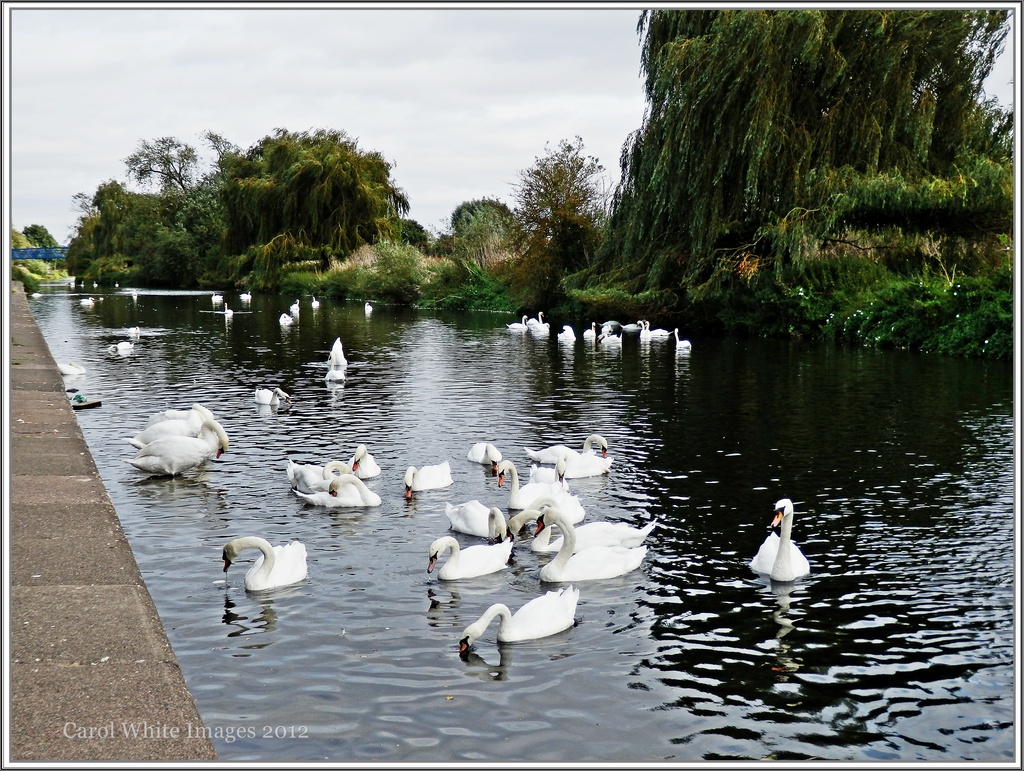 Swans Galore by carolmw