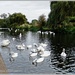 Swans Galore by carolmw