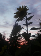 16th Oct 2012 - Sunflower Dawn