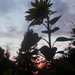 Sunflower Dawn by pandorasecho