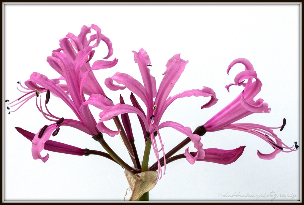 16.10.12 Nerine by stoat
