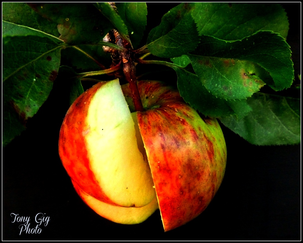 Natures Fruit by tonygig