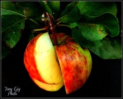16th Oct 2012 - Natures Fruit