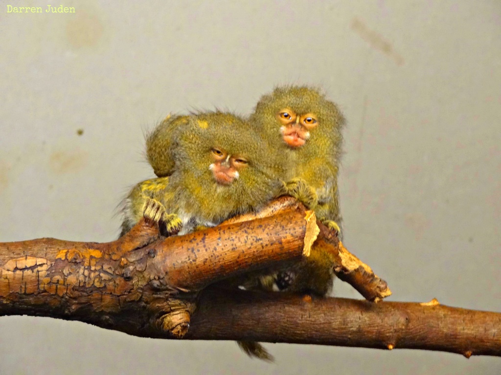 World's Smallest Monkeys! by darrenboyj