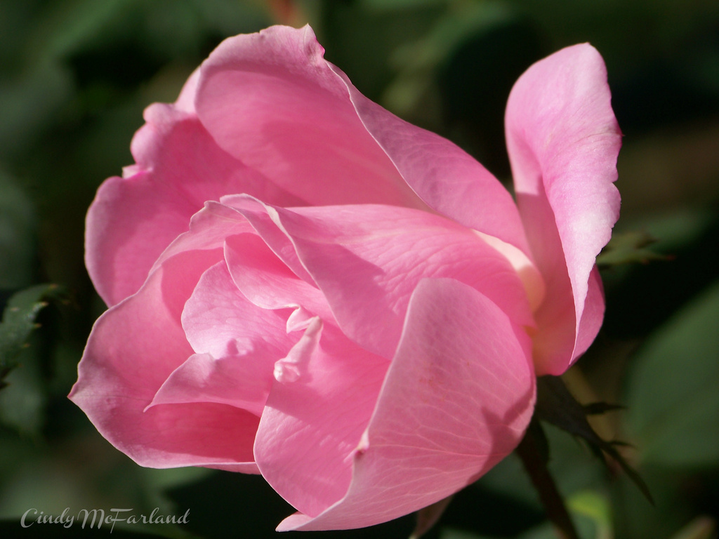 Pink Perfection by cindymc