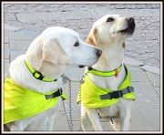 16th Oct 2012 - Guide Dogs