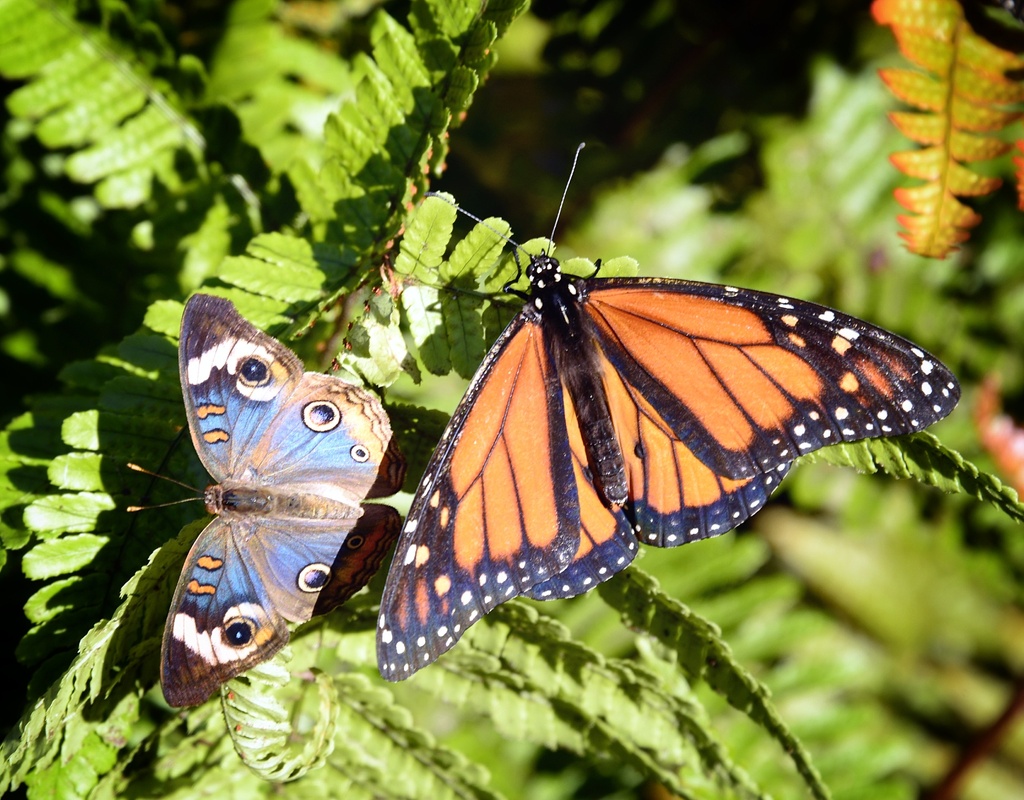 Beautiful Butterflies by jgpittenger
