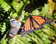 17th Oct 2012 - Beautiful Butterflies