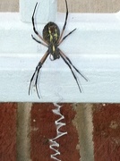 16th Oct 2012 - Writing Spider