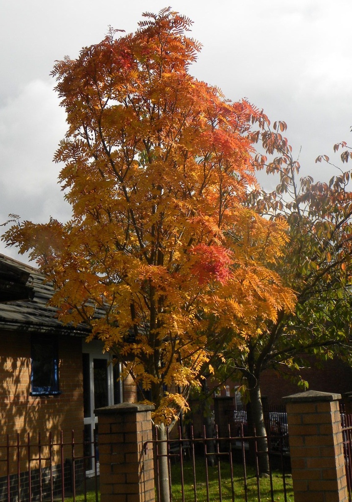 Autumn Tree by oldjosh