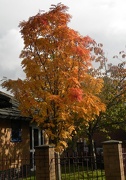 15th Oct 2012 - Autumn Tree