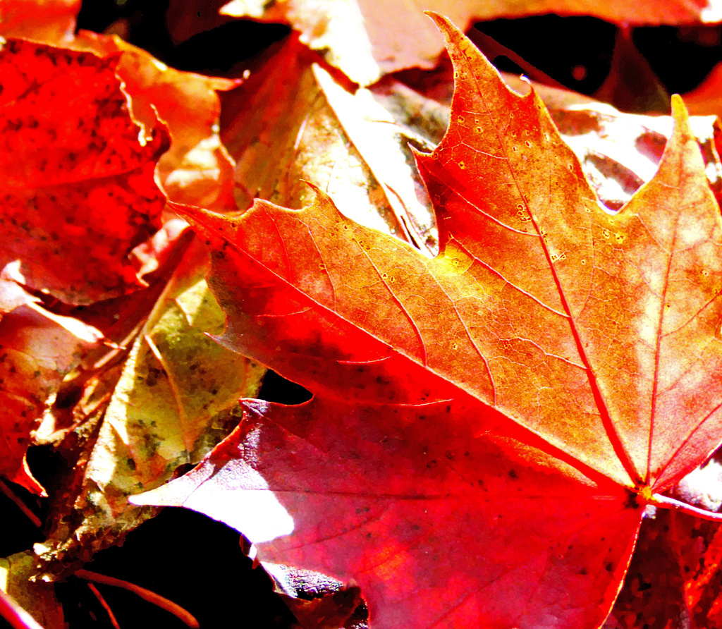 autumn colours by jantan