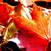 autumn colours by jantan