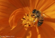 16th Oct 2012 - Pollen, anyone?