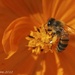 Pollen, anyone? by lynne5477
