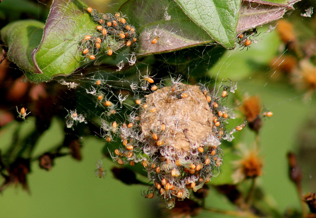Spiderlings by cjwhite