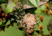16th Oct 2012 - Spiderlings