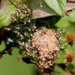 Spiderlings by cjwhite