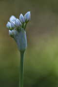 16th Oct 2012 - Chives