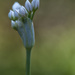 Chives by lstasel