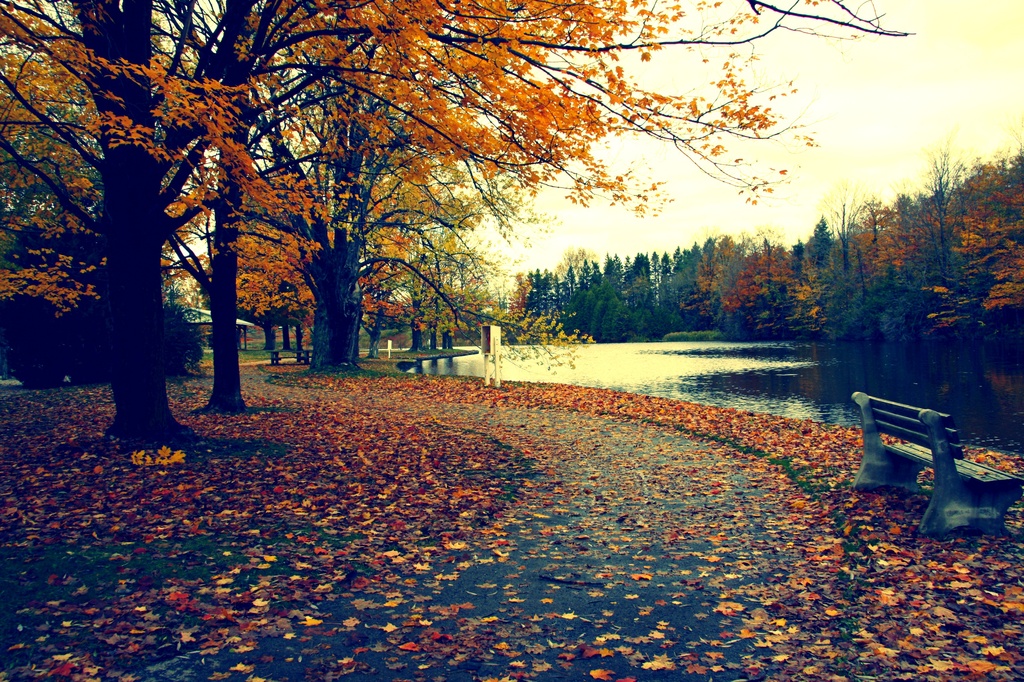 autumn path by edie