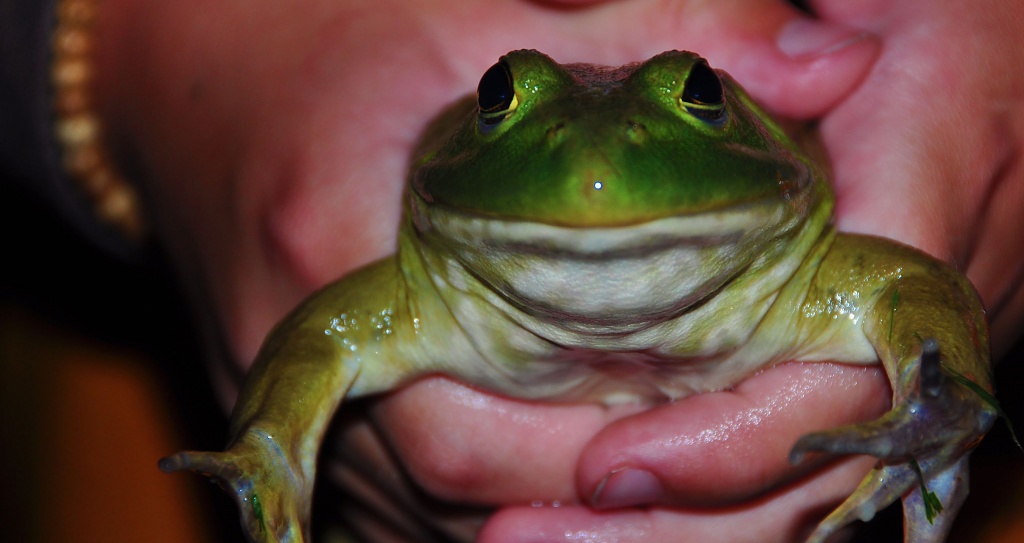 feelin' froggy? by bcurrie
