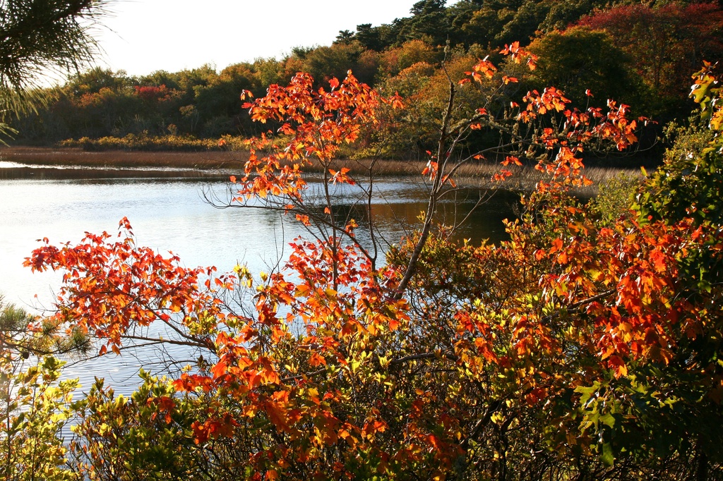 Autumn on Cape Cod by lauriehiggins
