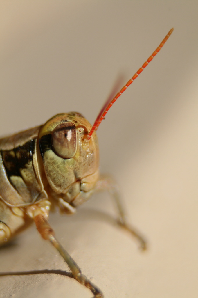 Grasshopper :) by kerristephens