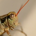 Grasshopper :) by kerristephens