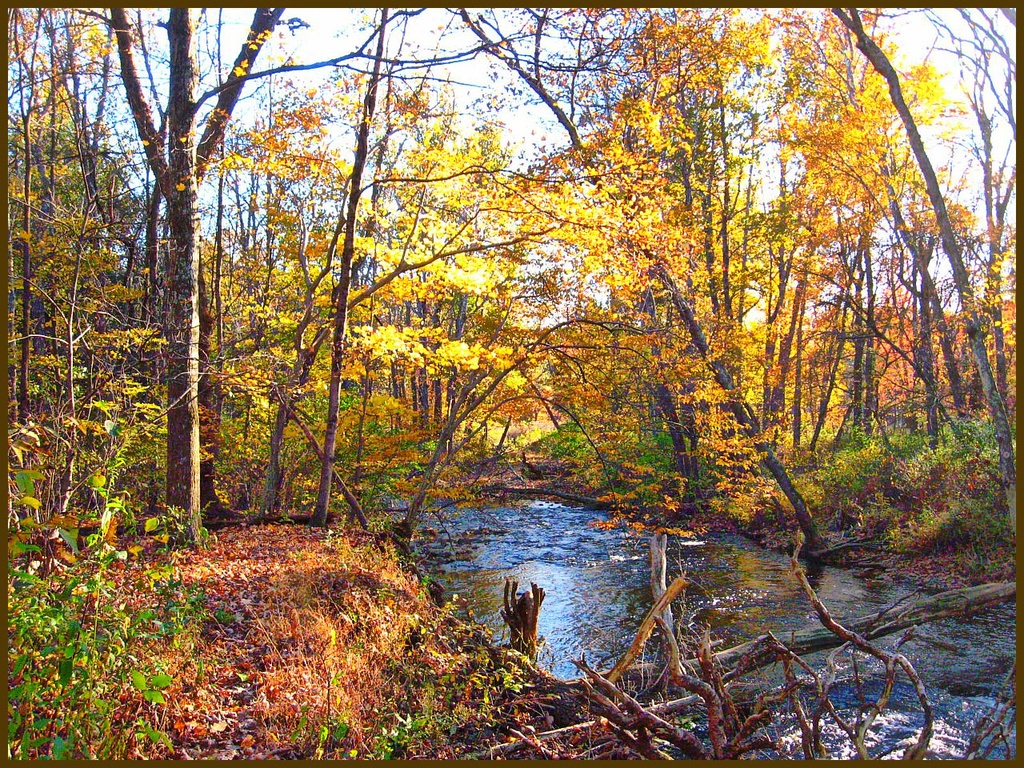 The Bushkill in Fall by olivetreeann