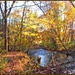 The Bushkill in Fall by olivetreeann