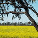 Canola Country by marguerita