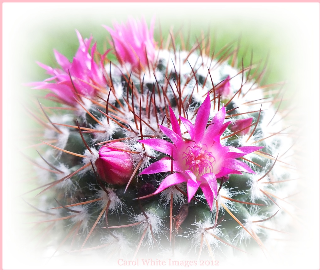 Cactus Flowers by carolmw
