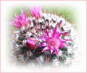 17th Oct 2012 - Cactus Flowers