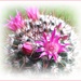 Cactus Flowers by carolmw