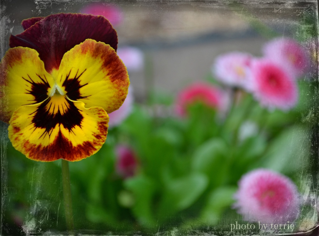 Lonely Pansy among the Paper Daisies. by teodw