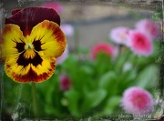 17th Oct 2012 - Lonely Pansy among the Paper Daisies.