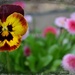 Lonely Pansy among the Paper Daisies. by teodw