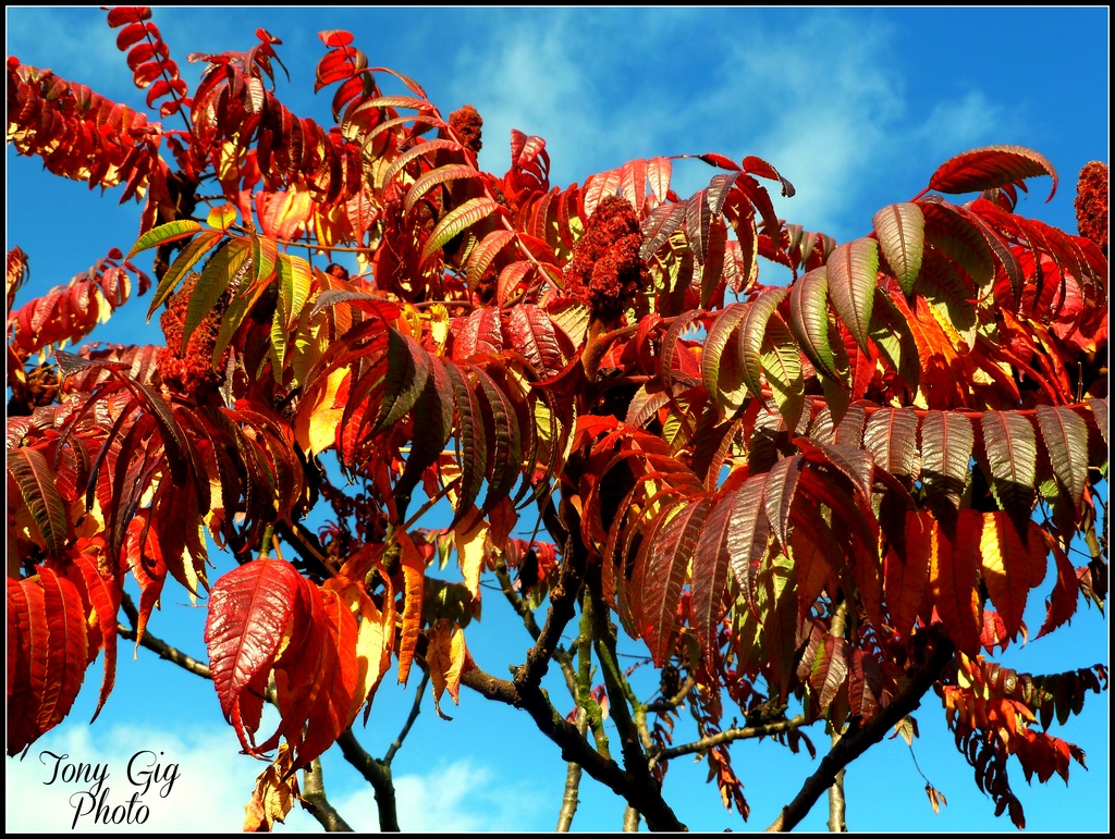 Autumn Reds by tonygig
